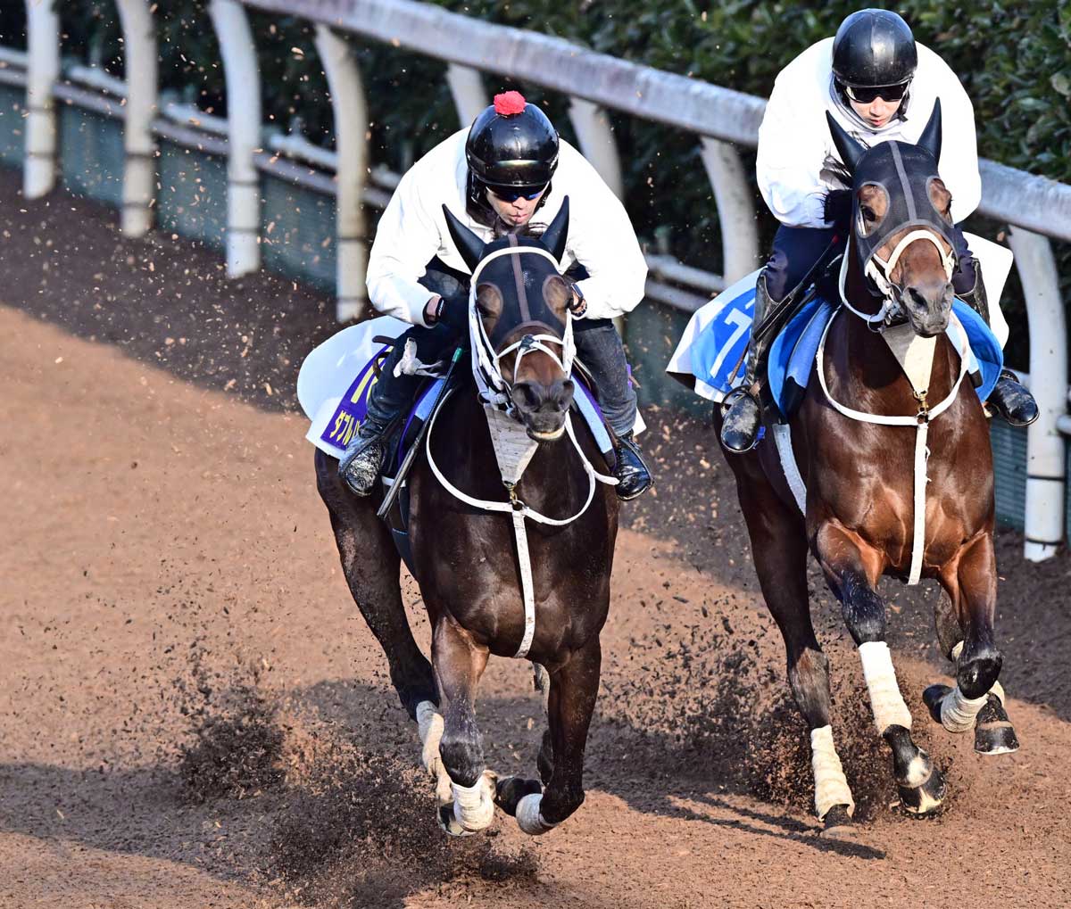 フェブラリーS1週前追い切り】ダブルハートボンドはうなるような手応え